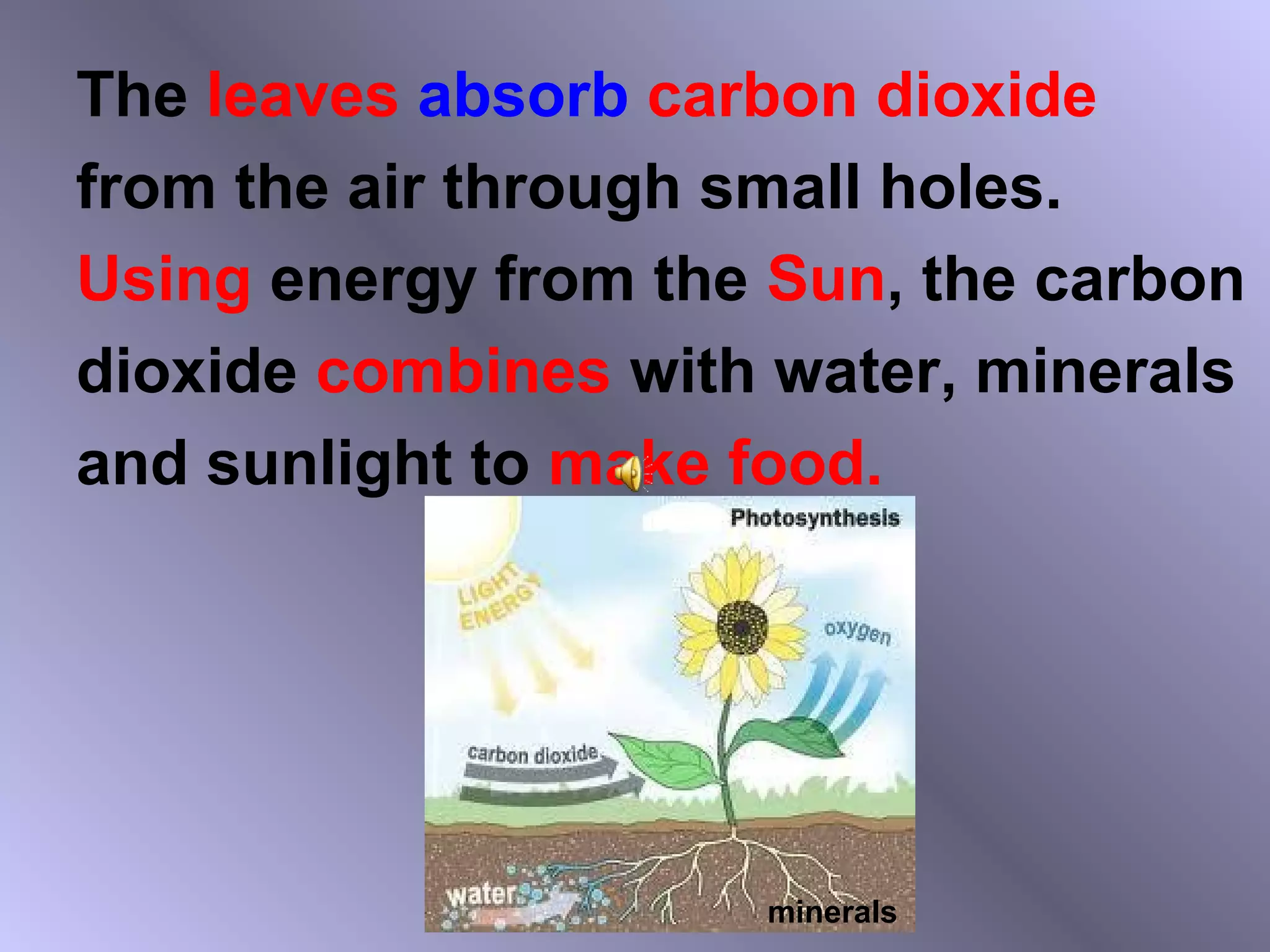 The leaves absorb carbon dioxide
from the air through small holes.
Using energy from the Sun, the carbon
dioxide combines with water, minerals
and sunlight to make food.




                     minerals
 