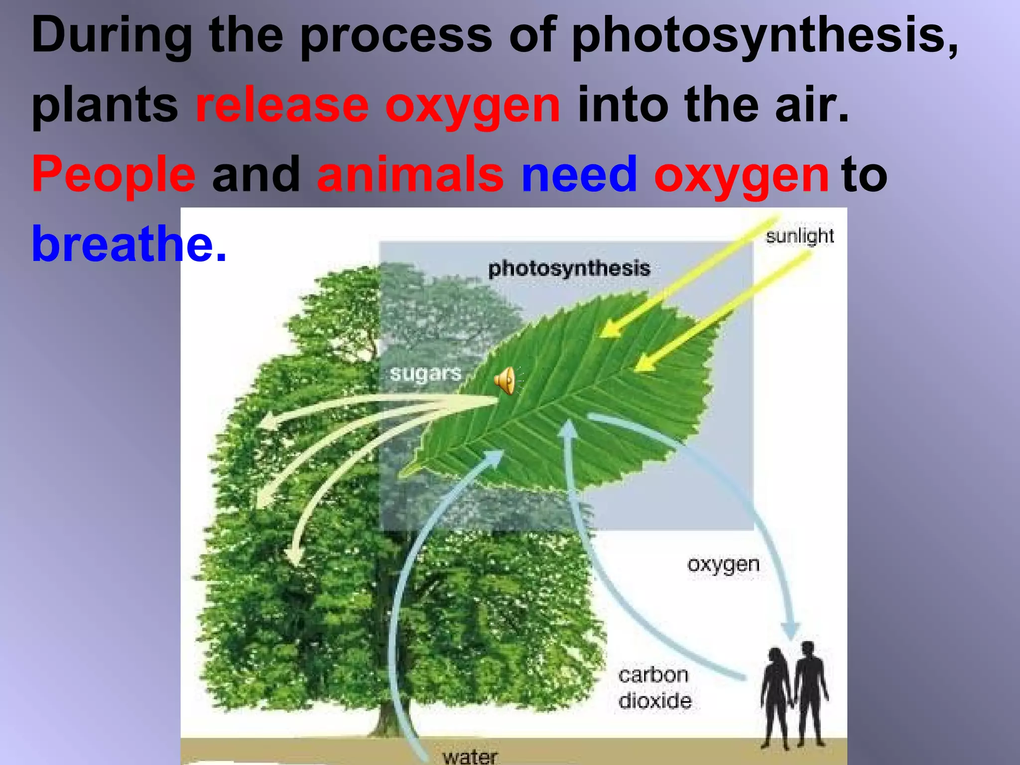 During the process of photosynthesis,
plants release oxygen into the air.
People and animals need oxygen to
breathe.
 
