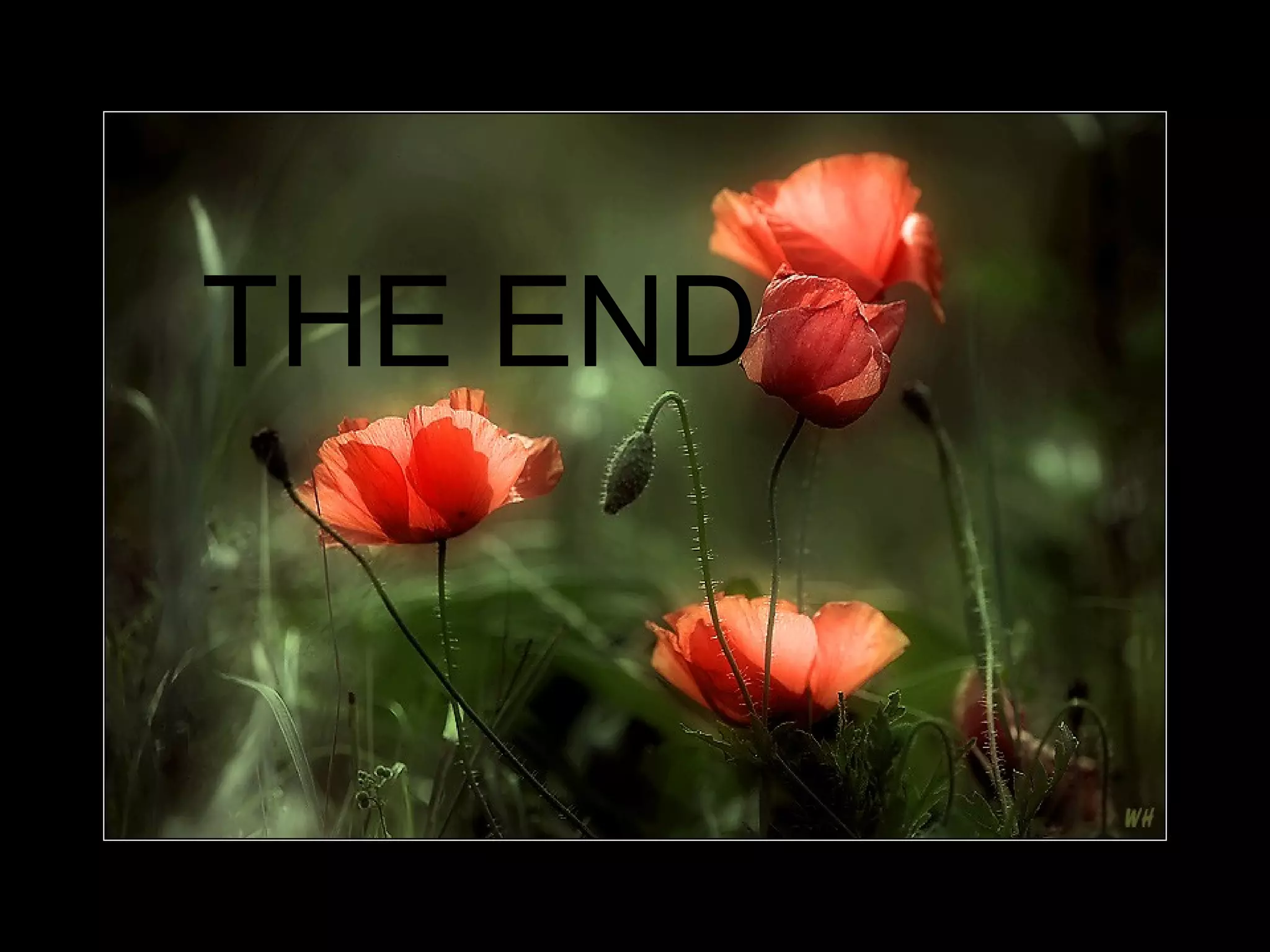 THE END
 