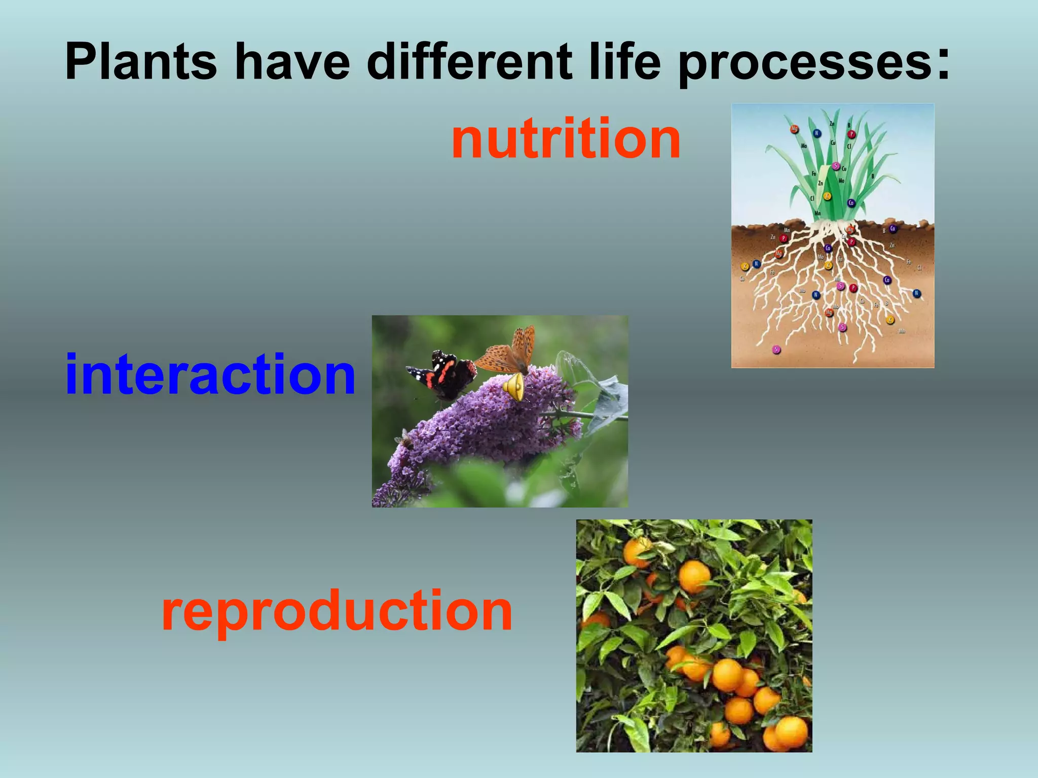 Plants have different life processes:
                nutrition



interaction



    reproduction
 