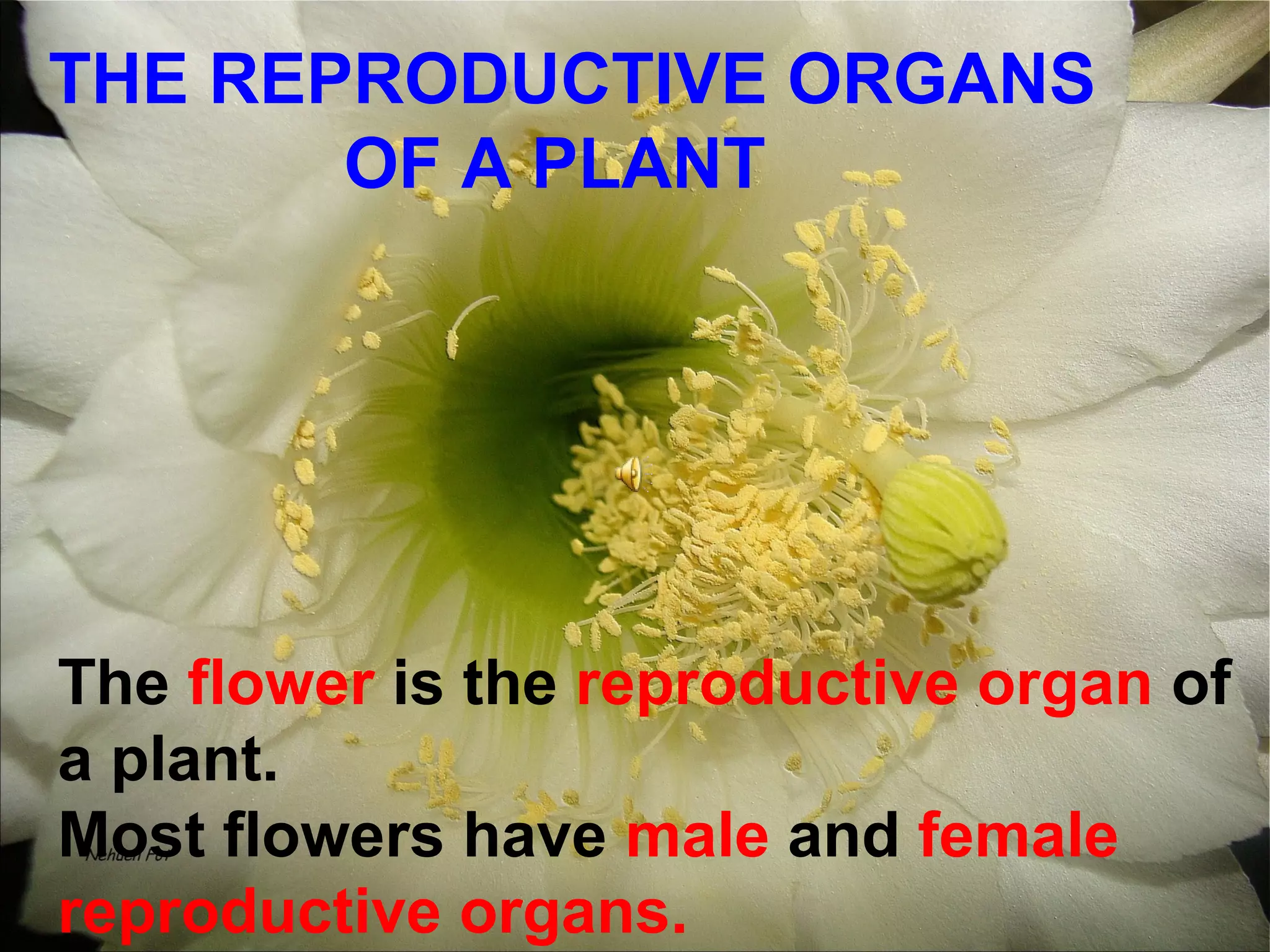 THE REPRODUCTIVE ORGANS
       OF A PLANT




The flower is the reproductive organ of
a plant.
Most flowers have male and female
reproductive organs.
 