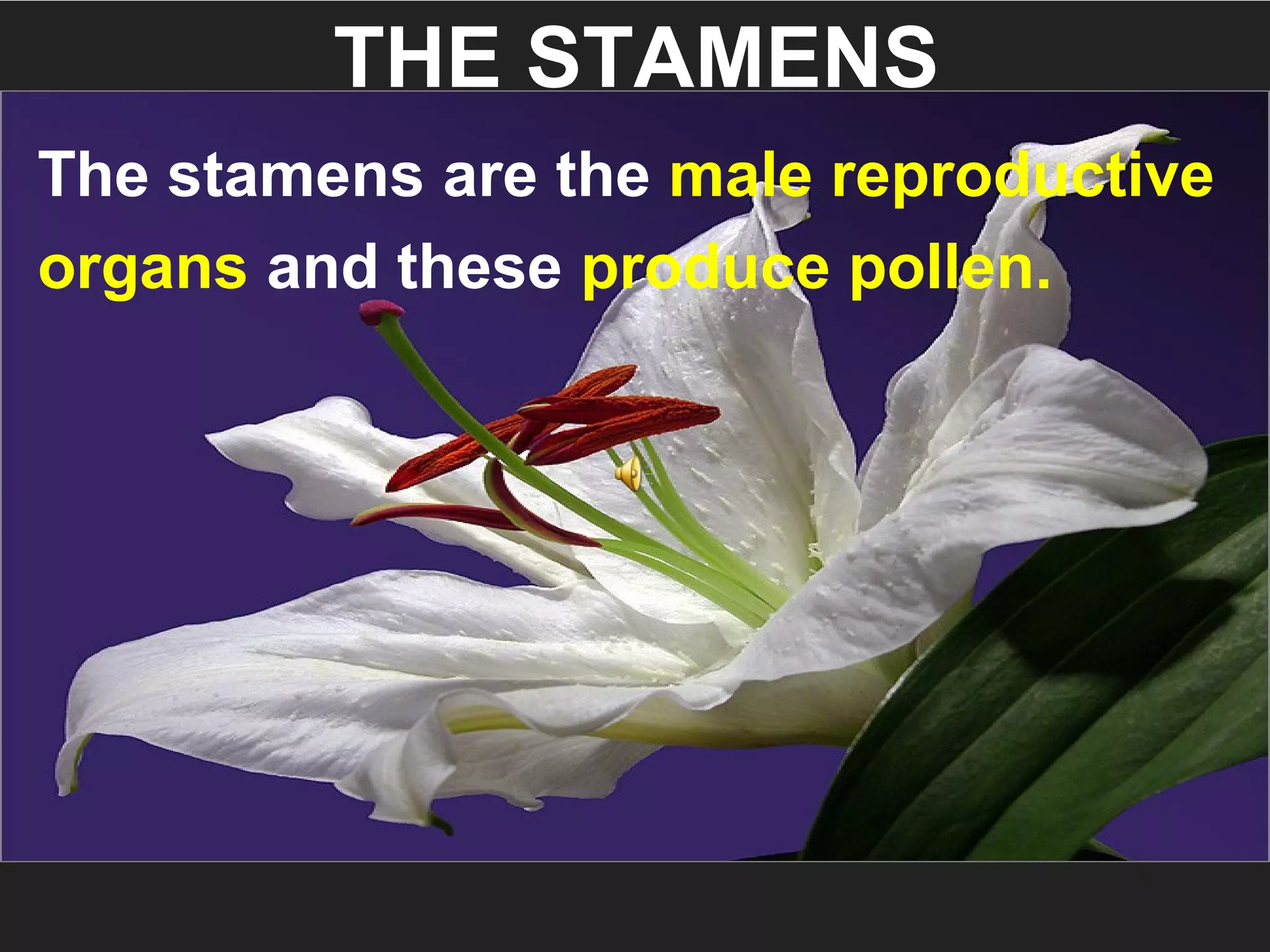 THE STAMENS
The stamens are the male reproductive
organs and these produce pollen.
 