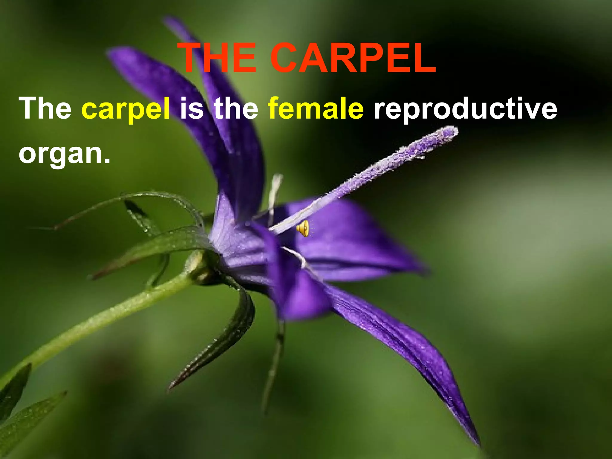 THE CARPEL
The carpel is the female reproductive
organ.
 