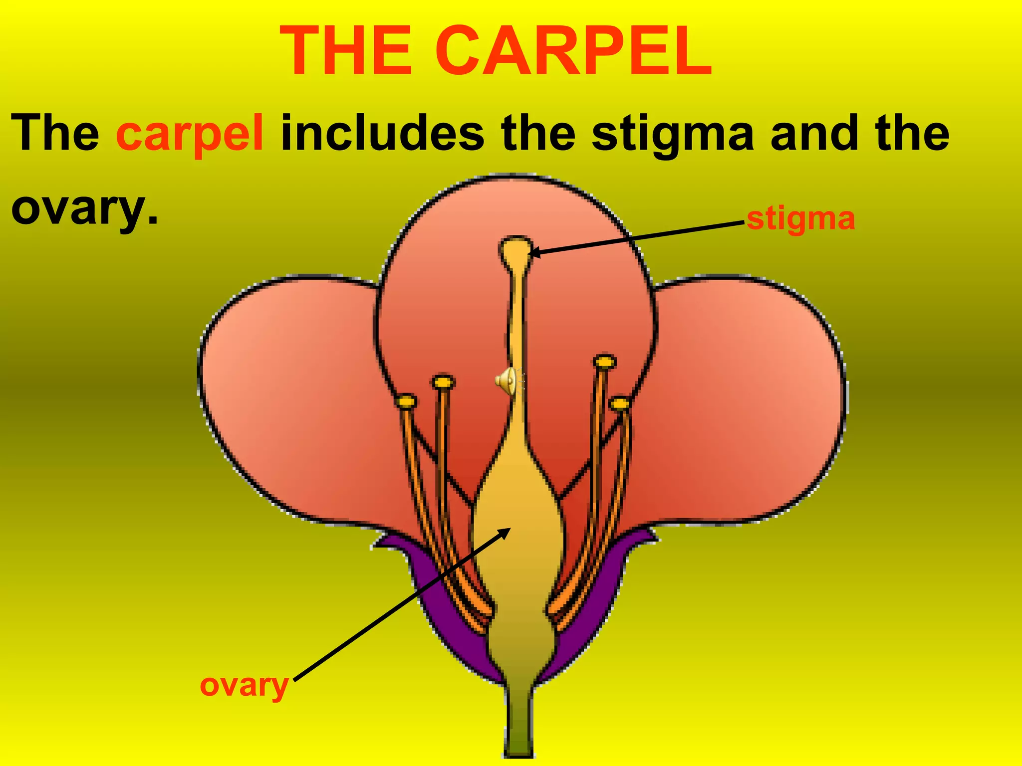 THE CARPEL
The carpel includes the stigma and the
ovary.                        stigma




       ovary
 