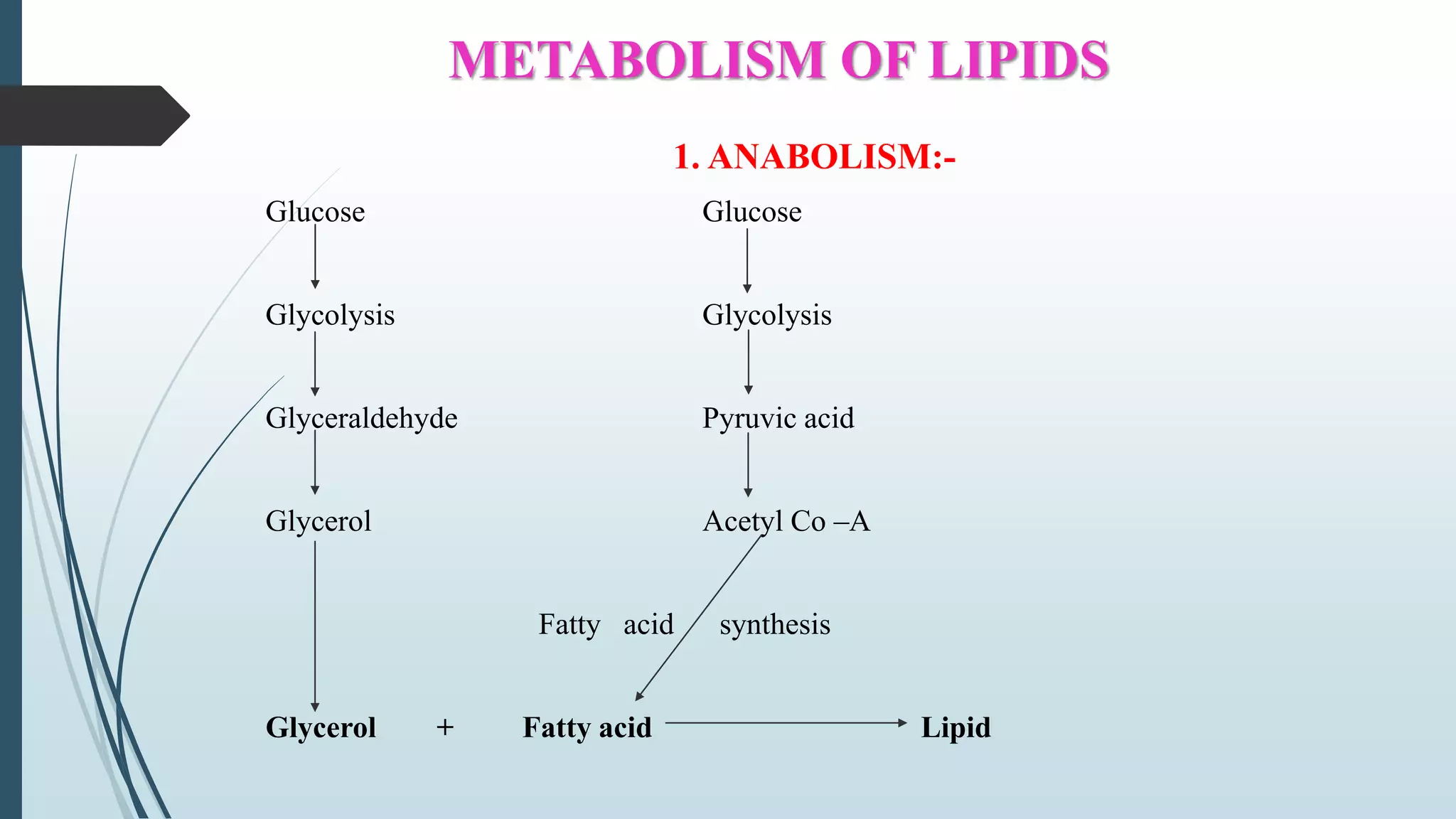 METABOLISM OF LIPIDS
1. ANABOLISM:-
Glucose Glucose
Glycolysis Glycolysis
Glyceraldehyde Pyruvic acid
Glycerol Acetyl Co –A
Fatty acid synthesis
Glycerol + Fatty acid Lipid
 