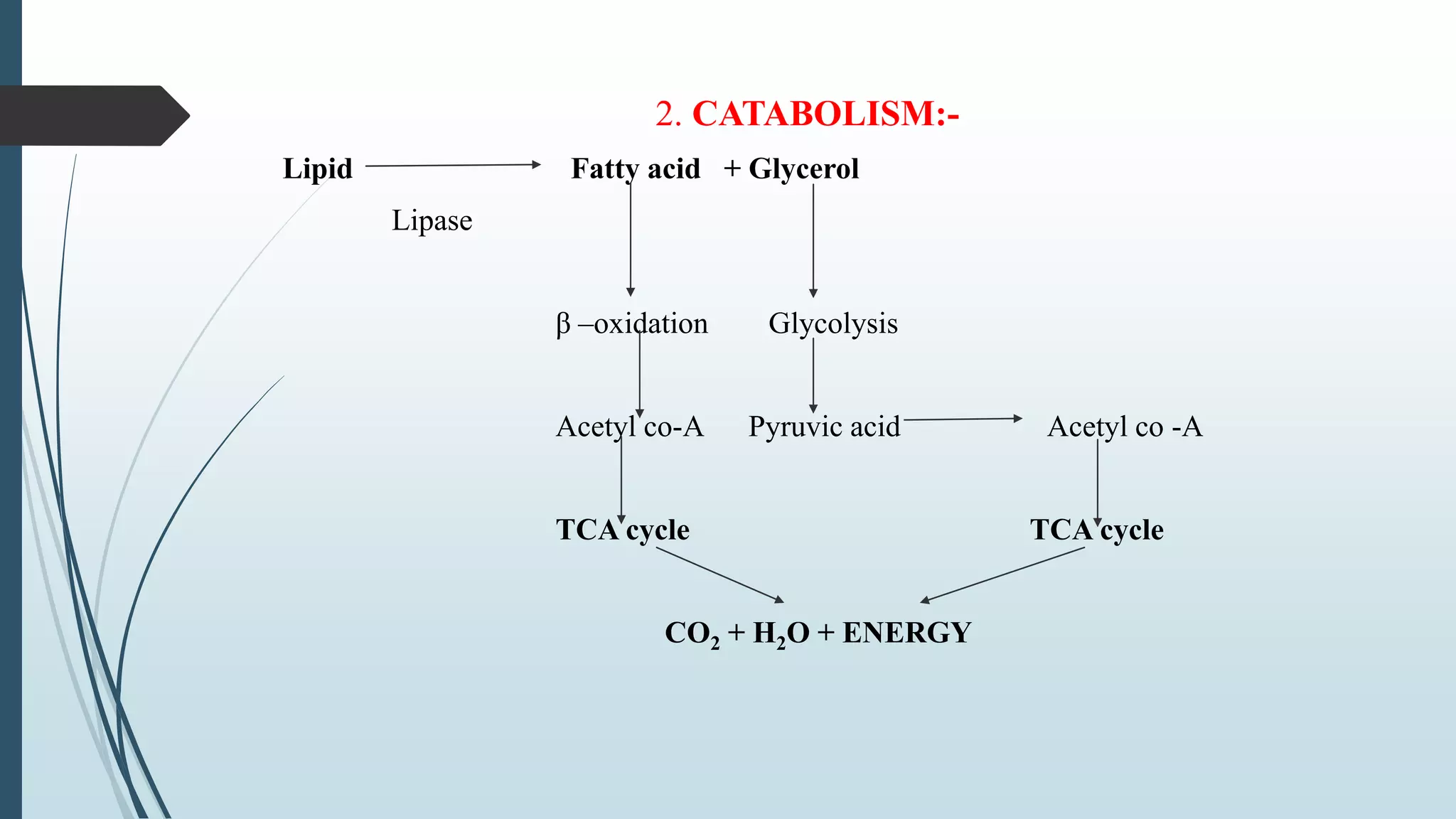 2. CATABOLISM:-
Lipid Fatty acid + Glycerol
Lipase
β –oxidation Glycolysis
Acetyl co-A Pyruvic acid Acetyl co -A
TCA cycle TCA cycle
CO2 + H2O + ENERGY
 