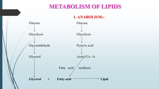 METABOLISM OF LIPIDS
1. ANABOLISM:-
Glucose Glucose
Glycolysis Glycolysis
Glyceraldehyde Pyruvic acid
Glycerol Acetyl Co –A
Fatty acid synthesis
Glycerol + Fatty acid Lipid
 