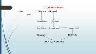 2. CATABOLISM:-
Lipid Fatty acid + Glycerol
Lipase
β –oxidation Glycolysis
Acetyl co-A Pyruvic acid Acetyl co -A
TCA cycle TCA cycle
CO2 + H2O + ENERGY
 