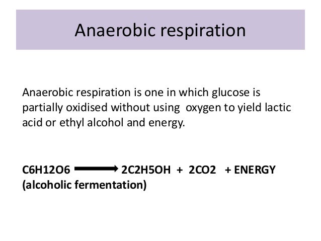 respiration in plants