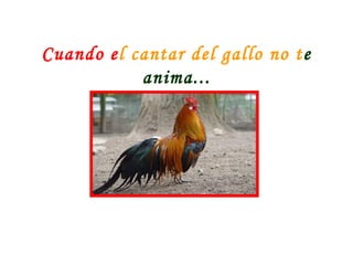 Cuando el cantar del gallo no te
anima...