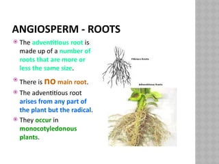 PP9 Biodiversity of Plants grade 11.pptx
