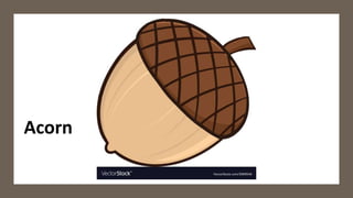 Acorn