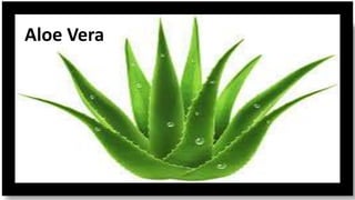 Aloe Vera