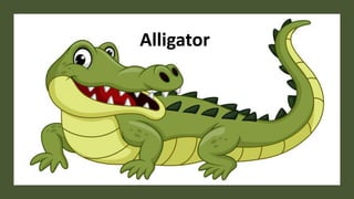 Alligator
