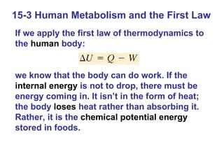 15-3 Human Metabolism and the First Law If we apply the first law of thermodynamics to the  human  body: we know that the body can do work. If the  internal energy  is not to drop, there must be energy coming in. It isn’t in the form of heat; the body  loses  heat rather than absorbing it. Rather, it is the  chemical potential energy  stored in foods. 