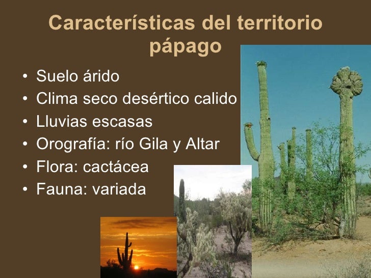 Pápagos expo
