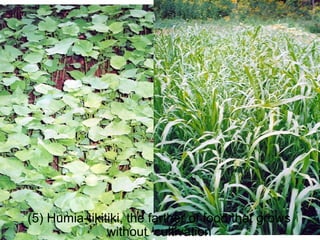 (5) Humia-tikitiki, the farther of food that grows without cultivation