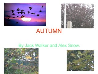 AUTUMN By Jack Walker and Alex Snow. 