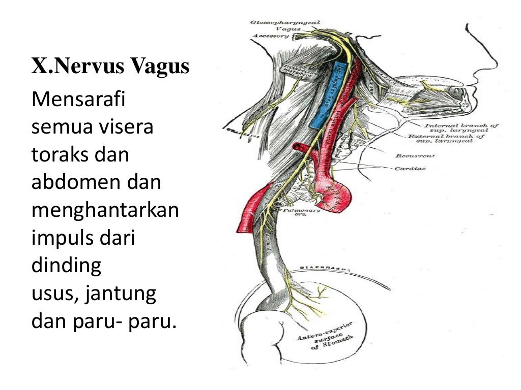 Anatomi Sistem Saraf