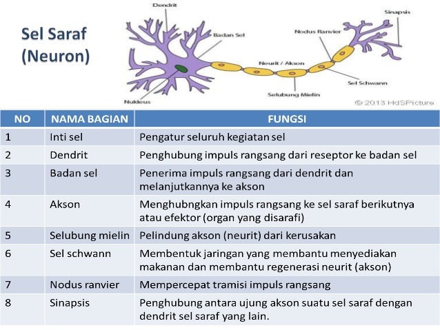 Anatomi Sistem Saraf Anatomi Sistem Saraf