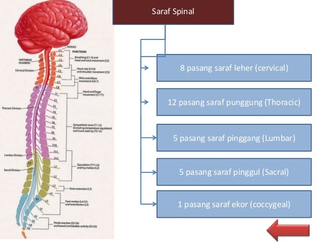 Anatomi Sistem Saraf Anatomi Sistem Saraf