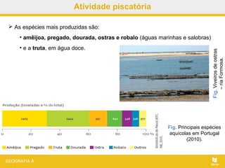 Atividade piscatória
 As espécies mais produzidas são:
• amêijoa, pregado, dourada, ostras e robalo (águas marinhas e salobras)
• e a truta, em água doce.
Fig.Viveirosdeostras
–riaFormosa.
Fig. Principais espécies
aquícolas em Portugal
(2010).
 