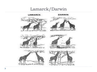 Lamarck/Darwin
 