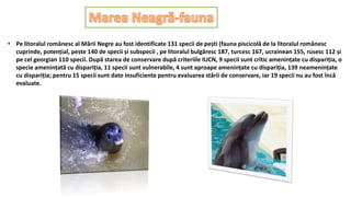 • Pe litoralul românesc al Mării Negre au fost identificate 131 specii de pești (fauna piscicolă de la litoralul românesc
cuprinde, potențial, peste 140 de specii și subspecii , pe litoralul bulgăresc 187, turcesc 167, ucrainean 155, rusesc 112 și
pe cel georgian 110 specii. După starea de conservare după criteriile IUCN, 9 specii sunt critic amenințate cu dispariția, o
specie amenințată cu dispariția, 11 specii sunt vulnerabile, 4 sunt aproape amenințate cu dispariția, 139 neamenințate
cu dispariția; pentru 15 specii sunt date insuficiente pentru evaluarea stării de conservare, iar 19 specii nu au fost încă
evaluate.
 