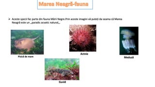  Aceste specii fac parte din fauna Mării Negre.Prin aceste imagini vă puteți da seama că Marea
Neagră este un ,,paradis acvatic natural,,.
Pisică de mare
Guvid
Meduză
Actnie
 