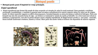  Biotopul pontic poate fi împărțit în 4 etaje principale.
Etajul supralitoral
 Etajul supralitoral este format din zonele de țărm acoperite ori stropite de valuri în mod ocazional. Zona prezintă o umiditate
accentuată, inundabilitate, o cantitate în general mare ori măcar semnificativă de materii organice aduse de valuri sau de origine
locală. De obicei materiile organice se află în descompunere, formând depozite cu miros de metan și sulfură de hidrogen. Flora este
formată mai ales din anumite forme de alge - rar licheni cu rezistență la variații de mediu și hidrofile. Cu o frecvență mai redusă se
întâlnesc și angiosperme, mai ales în partea dinspre uscat a etajului supralitoral. Pe lângă bacterii aerobe și - mai puțin - anaerobe,
fauna include numeroase crustacee, insecte și viermi. Mare parte din aceste vietăți se hrănesc din depozitele de materie organică.
Vierme Insectă Crustacee
 