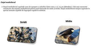  Etajul mediolitoral cuprinde zona de spargere a valurilor (între circa. 0 și -0,5 m altitudine). Cele mai cunoscute
viețuitoare ale etajului mediolitoral pietros sunt bancurile de midii și stridii. Etajul mediolitoral nisipos cuprinde în
special animale capabile de îngropare rapidă în substrat.
Etajul mediolitoral
Midie
Stridii
 