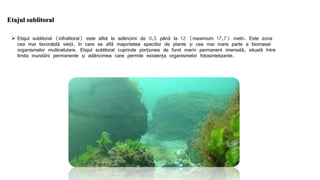 Etajul sublitoral
 Etajul sublitoral (infralitoral) este aflat la adâncimi de 0,5 până la 12 (maximum 17,7) metri. Este zona
cea mai favorabilă vieții, în care se află majoritatea speciilor de plante și cea mai mare parte a biomasei
organismelor multicelulare. Etajul sublitoral cuprinde porțiunea de fund marin permanent imersată, situată între
limita inundării permanente și adâncimea care permite existența organismelor fotosintetizante.
 