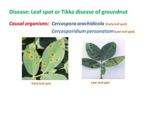 Disease: Leaf spot or Tikka disease of groundnut
Causal organisms: Cercospora arachidicola
Cercosporidiumpersonatum
Early leaf spot Late leaf spot
(Early leaf spot)
(Late leaf spot)
 