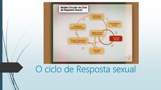 O ciclo de Resposta sexual
 
