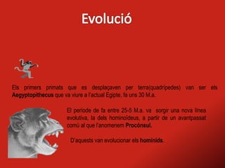 Els primers primats que es desplaçaven per terra(quadrípedes) van ser els
Aegyptopithecus que va viure a l’actual Egipte, fa uns 30 M.a.
El període de fa entre 25-5 M.a. va sorgir una nova línea
evolutiva, la dels hominoïdeus, a partir de un avantpassat
comú al que l’anomenem Procónsul.
D’aquests van evolucionar els homínids.
 