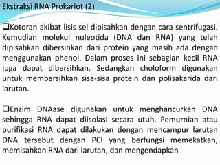 Ekstraksi RNA Prokariot (2)

Kotoran akibat lisis sel dipisahkan dengan cara sentrifugasi.
Kemudian molekul nuleotida (DNA dan RNA) yang telah
dipisahkan dibersihkan dari protein yang masih ada dengan
menggunakan phenol. Dalam proses ini sebagian kecil RNA
juga dapat dibersihkan. Sedangkan choloform digunakan
untuk membersihkan sisa-sisa protein dan polisakarida dari
larutan.

Enzim DNAase digunakan untuk menghancurkan DNA
sehingga RNA dapat diisolasi secara utuh. Pemurnian atau
purifikasi RNA dapat dilakukan dengan mencampur larutan
DNA tersebut dengan PCl yang berfungsi memekatkan,
memisahkan RNA dari larutan, dan mengendapkan
 