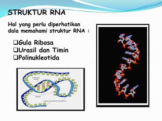 STRUKTUR RNA
Hal yang perlu diperhatikan
dala memahami struktur RNA :

 Gula Ribosa
 Urasil dan Timin
 Polinukleotida
 