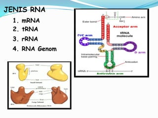 JENIS RNA
 1. mRNA
 2. tRNA
 3. rRNA
 4. RNA Genom
 