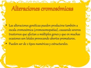 • Las alteraciones genéticas pueden producirse también a
escala cromosómica (cromosomopatías), causando severos
trastornos que afectan a múltiples genes y que en muchas
ocasiones son letales provocando abortos prematuros.
• Pueden ser de 2 tipos numéricas y estructurales.
 