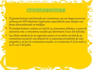 • El genoma humano está formado por cromosomas, que son largas secuencias
continuas de ADN altamente organizadas espacialmente para adoptar una
forma ultracondensada en metafase.
• El cariotipo humano contiene un total de 24 cromosomas distintos: 22 pares de
autosomas más 2 cromosomas sexuales que determinan el sexo del individuo.
• Las células somáticas de un organismo poseen en su núcleo un total de 46
cromosomas (23 pares): una dotación de 22 autosomas procedentes de cada
progenitor y un par de cromosomas sexuales, un cromosomas X de la madre y
un X o un Y del padre.
 