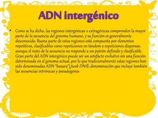 • Como se ha dicho, las regiones intergénicas o extragénicas comprenden la mayor
parte de la secuencia del genoma humano, y su función es generalmente
desconocida. Buena parte de estas regiones está compuesta por elementos
repetitivos, clasificables como repeticiones en tándem o repeticiones dispersas,
aunque el resto de la secuencia no responde a un patrón definido y clasificable.
Gran parte del ADN intergénico puede ser un artefacto evolutivo sin una función
determinada en el genoma actual, por lo que tradicionalmente estas regiones han
sido denominadas ADN “basura”(Junk DNA), denominación que incluye también
las secuencias intrónicas y pseudogenes
 