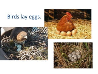 Birds lay eggs.

 