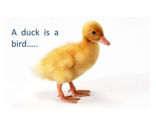 A duck is a
bird…..

 