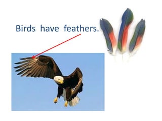 Birds have feathers.

 