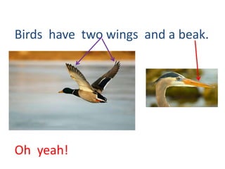 Birds have two wings and a beak.

Oh yeah!

 
