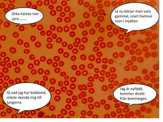 Ja nu börjar man vara
   Orka hämta mer
                            gammal, snart hamnar
   syre………
                            man i mjälten




                              Jag är nyfödd,
Oj vad jag har koldioxid,     kommer direkt
måste skynda mig till         från benmärgen
lungorna
 
