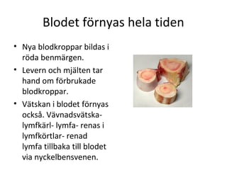 Blodet förnyas hela tiden
• Nya blodkroppar bildas i
  röda benmärgen.
• Levern och mjälten tar
  hand om förbrukade
  blodkroppar.
• Vätskan i blodet förnyas
  också. Vävnadsvätska-
  lymfkärl- lymfa- renas i
  lymfkörtlar- renad
  lymfa tillbaka till blodet
  via nyckelbensvenen.
 