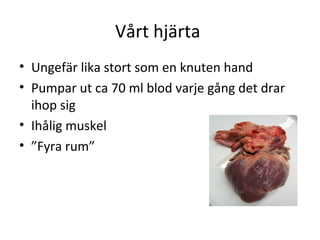 Vårt hjärta
• Ungefär lika stort som en knuten hand
• Pumpar ut ca 70 ml blod varje gång det drar
  ihop sig
• Ihålig muskel
• ”Fyra rum”
 