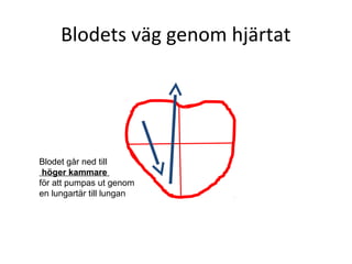 Blodets väg genom hjärtat




Blodet går ned till
 höger kammare
för att pumpas ut genom
en lungartär till lungan
 
