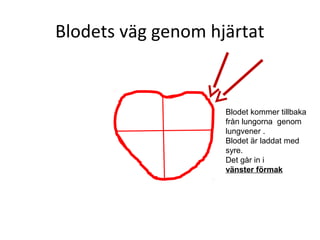 Blodets väg genom hjärtat


                    Blodet kommer tillbaka
                    från lungorna genom
                    lungvener .
                    Blodet är laddat med
                    syre.
                    Det går in i
                    vänster förmak
 
